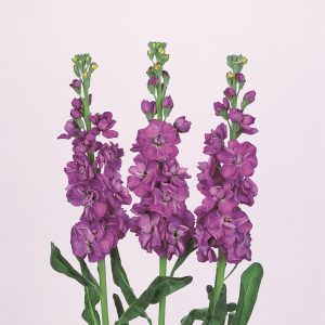 Matthiola incana Iron Blue