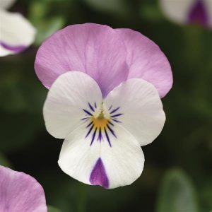 Viola cornuta Sorbet XP Pink Wing