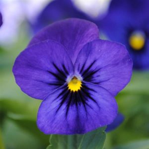 Viola cornuta Sorbet XP Blue Blotch