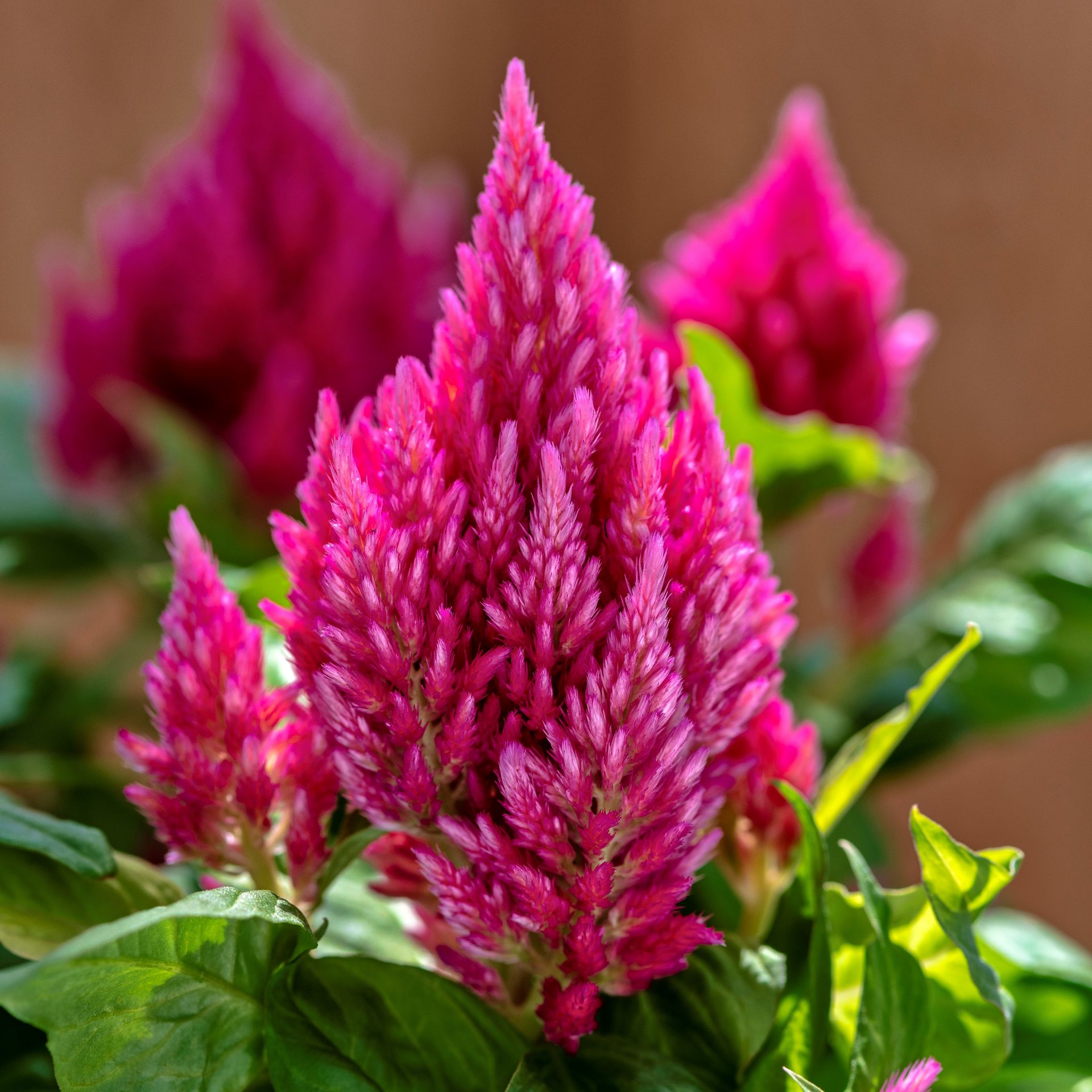 CELOSIA KIMONO SALMON PINK