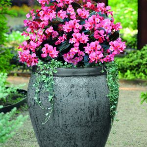 Begonia benariensis Big Pink With Bronze Leaf