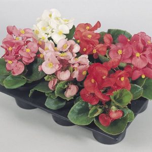 Begonia semperflorens Super Olympia Mixture