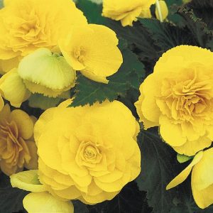 Begonia tuberhybrida Non Stop Yellow