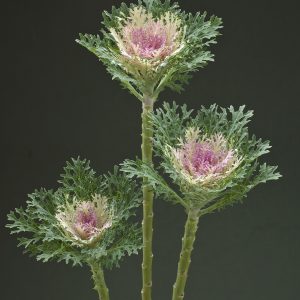 Brassica oleracea Crane Feather King