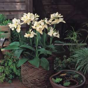 Canna generalis Tropical White
