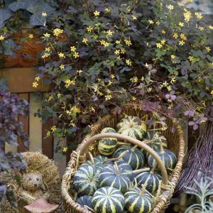 Cucurbita pepo Flat Striped