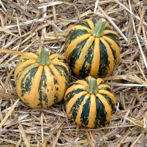 Cucurbita pepo Kamo Kamo