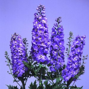 Delphinium elatum Magic Fountains Lavender White Bee