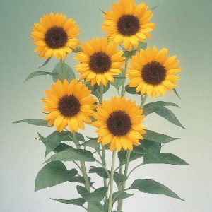 Helianthus annuus Premier Orange