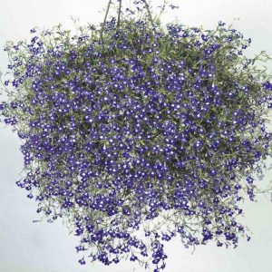 LOBELIA pendula SAPHIR