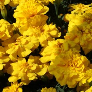 Tagetes patula nana Alumia Yellow