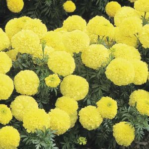 Tagetes erecta Inca 2 Primrose