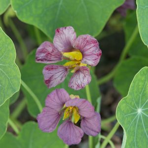 Tropaeolum majus Purple Emperor