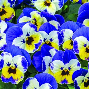 Viola cornuta Admire Jolly Face