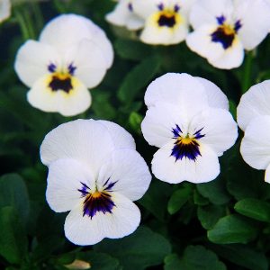 Viola cornuta Sorbet XP White Blotch
