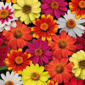 Zinnia marylandica Zahara Mixture
