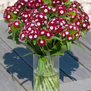 Dianthus barbatus Hollandia Homeland
